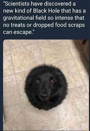That S One Cute Black Hole Trenduso Scientists Scientist Dog Dogs Blackhole Cute Adorable Pet Funny Animal Jokes Cute Animal Memes Funny Dog Memes