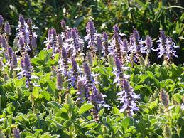 Image result for Coleus neochilus