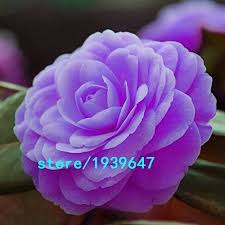 How To Care For Camellias Camellia Japonica Lots Of Gorgeous Pictures Flower Seeds Camellia Plant Ornamental Plants