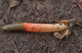 Image result for Mutinus elegans