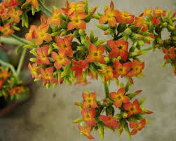 Image result for Kalanchoe lateritia