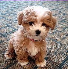 Cute Bichon Poo Puppy Cute Animals Baby Animals Puppies
