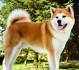 Akita Puppies for Sale - Next Day Pets