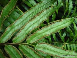 Image result for Ptisana