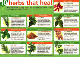 66 Cogent Healing Herbs Chart