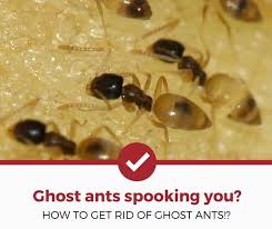 how to get rid of ghost ants 2020