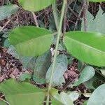 Image result for Clitandra