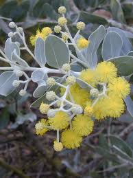 Image result for Acacia podalyriifolia