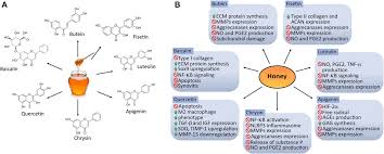 Mānuka honey is a monofloral honey produced from the nectar of the mānuka tree, leptospermum. Frontiers Therapeutic Potential Of Bioactive Compounds In Honey For Treating Osteoarthritis Pharmacology