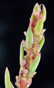 Image result for Suaeda articulata
