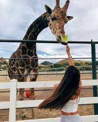 Giraffe Love Trendy Travel Photos Girls Who Travel Travel Photos Travel Photography Wanderlust Animal Zoo Pictures Zoo Photography Animal Photography
