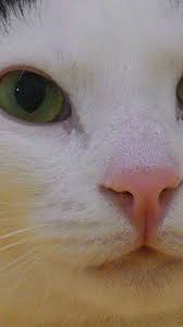 yildiz ozhim adli kullanicinin ev icin fikirler panosundaki pin kedi