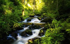 Forest, green hd wallpaper posted in landscape & nature wallpapers category and wallpaper original resolution is 3840x2160 px. Green Forest Rivers Germany Scenery Hd Desktop Wallpaper Preview 10wallpaper Com