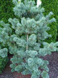 Pinus parviflora 'miyajima'_miyajima japanese white pine. What Is The Bluest Pinus Parviflora You Have Seen