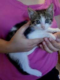 Samsun Kedi Sahiplendirme Haziran 2015