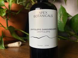 Image result for Cryptolepis obtusa