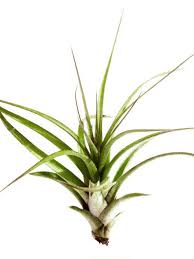 Image result for Brachychloa