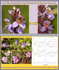 Image result for Orthochilus milnei