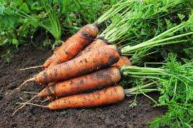 Check spelling or type a new query. How To Store The Carrots You Just Picked From Your Garden Happysprout