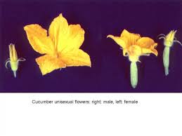 Image result for female flowers cucumber