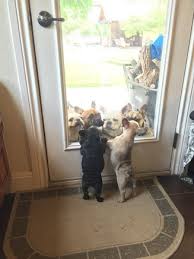 Collection by heather dawson • last updated 5 weeks ago. Ooh La La French Bulldogs Home
