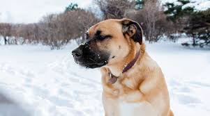 Maybe you would like to learn more about one of these? Great Pyrenees German Shepherd Mix Size Online