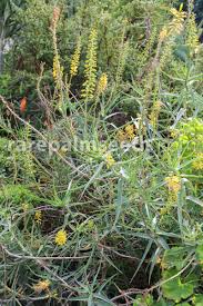 Image result for Mimulopsis arborescens