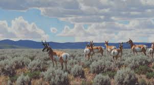 January 23, 2010 | history. Art Gallery Tucker Smith Cowboys And Indians Magazine