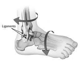 Our feet and ankle bones are held in place and supported by various soft tissues such as cartilage, ligaments, muscles, tendons and bursae. Sprains Strains And Other Soft Tissue Injuries Orthoinfo Aaos