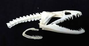 Real Super Rare Moray Eel Skull W 2nd Jaw Taxidermy Snake Fish Moray Eel Animal Skeletons Skull