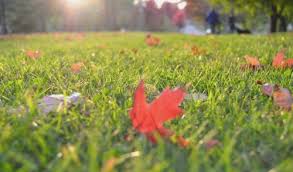 Maybe you would like to learn more about one of these? Tips On How To Best Cut Your Grass Before Winter To Be Ready For Next Spring
