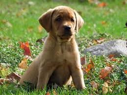 Find the perfect labrador retriever puppy for sale in michigan, mi at puppyfind.com. Labrador Retriever Puppies For Sale Sheridan Mi 247555