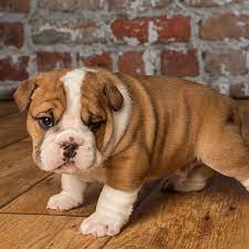 English bulldog puppies require basic puppy care, however, because of some of their unique attributes, they also require a bit of special care. 1 Bulldog Puppies For Sale In Seattle Wa Uptown
