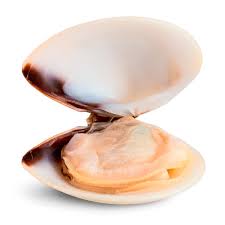 Over 100,000 english translations of spanish words and phrases. Almeja White X 454g Pacific Mercado Y Comida De Mar