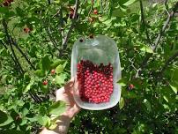 Early Summer Forage