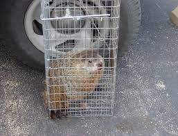 When their population surge, these pests will damage food plots. Woodchuck Or Groundhog Wildlife Illinois