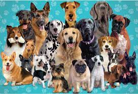 By continuing to use aliexpress you accept our use of cookies (view more on our privacy policy). Dogs 1000 Pieces Paper House Productions Puzzle Warehouse
