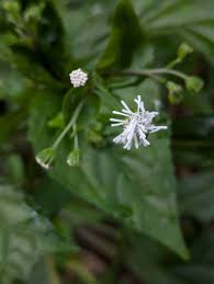 Image result for Adenostemma