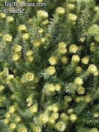 Image result for Phylica