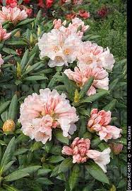 Rhododendron Grumpy Gwg Rc4857 C Rita Coates Amazing Gardens Rhododendron Shrubs