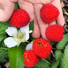 Image result for Rubus iringanus