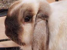 They were very tiny when rescued and should have still be. Holland Lop Rabbit Cost Bunny Buyer S Guide Rabbit Pros