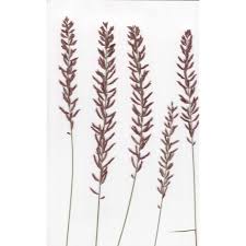 Image result for Pogonarthria