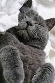 Black And Grey Tabby Cat Personality Pin By Erica C Geurts On Sections 42 Chartreux Cat Russian Blue Cat Personality Blue Cats