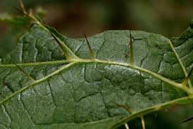 Image result for Solanum macrocarpon