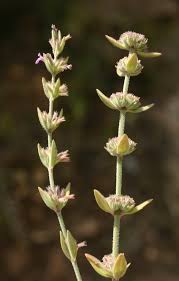 Image result for Micromeria