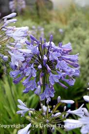 Image result for Agapanthus codii