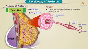 Image result for Prolactin