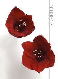 Check spelling or type a new query. Flower Meanings