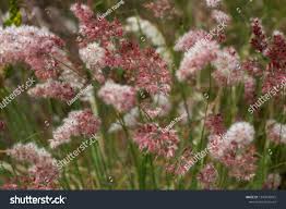 Image result for Melinis nerviglumis